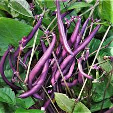 Violet Pole Bean Seeds for Planting - Vegetable Garden Essentials