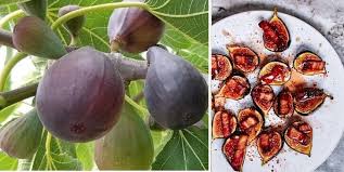 Brown Turkey Fig Seeds for Planting