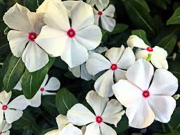 White Pink Periwinkle Flower Seeds for Planting Create a Beautiful Garden Display with Lovely Blossoms