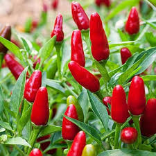 Chile Pepper Planting Seeds for Vegetable Gardens