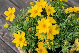 Yellow Bidens Sunshine Flower seeds for Planting - Vibrant Colors, Heirloom & GMO Free Seeds for Home Garden
