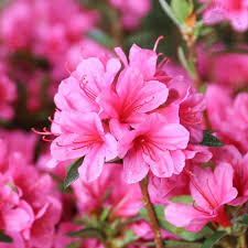 Pink Azalea Perennial Flower seeds for Planting - Seasonal Bloomer, Heirloom & GMO Free Seeds for Home Garden