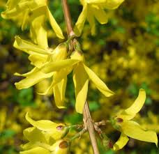 Yellow Trifoliate Forsythia Plant Seeds Planting