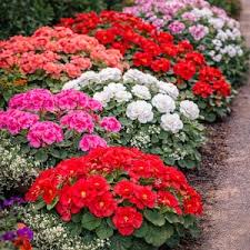 Mixed Regal Pelargonium Seeds for Planting