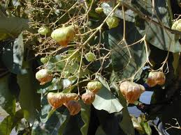 Tectona Tree Seeds for Planting Premium Seeds for Your Garden