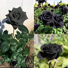 Rose Flower Black Seeds for Planting Seed for Stunning Dark Blooms