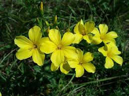 Yellow Linum Flavum Flower Planting Seeds