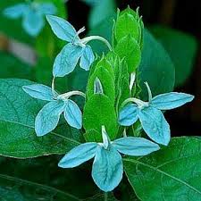 Ecbolium Viride Flower Seeds for Planting