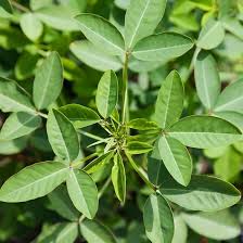 Chipilin Guatemalan Vegetable Seeds for Planting
