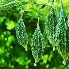 Bitter Gourd Vegetable Seeds for Your Garden