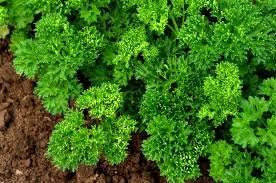 Green Parsley Seeds - Petroselinum Crispum for Planting