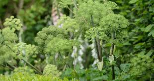Angelica Seeds for Garden Planting