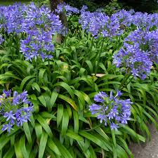 Blue Nile Agapanthus Flower seeds for Planting - Wildflower Mix, Heirloom & GMO Free Seeds for Home Garden