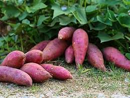Mixed Sweet Potato Seeds for Vegetable Gardens, Premium Seeds seed packet for home gardening