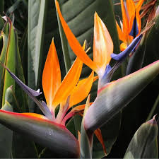 Orange Violet Strelitzia Flower seeds for Planting - Compact Growth, Heirloom & GMO Free Seeds for Home Garden
