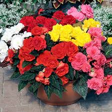 Begonia Mixed Seeds for Planting Colorful Annual Flowers