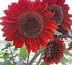 Red Sunflower Seeds for Planting - Moulin Flower Variety