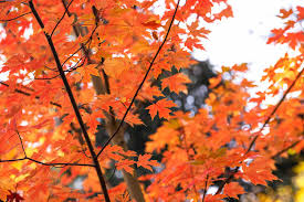 Autumn Blaze Maple Tree Seeds Freeman Maple Low Maintenance Fast Growing Drought Tolerant Patio Border Outdoor