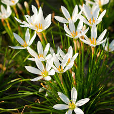 Zephyranthes Candida Flower seeds for Planting - Shade Tolerant, Heirloom & GMO Free Seeds for Home Garden