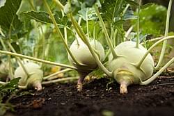 White Kohlrabi Vegetable Seeds for Garden Planting