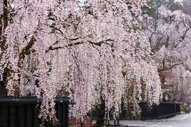 Ornamental Weeping Cherry Tree Seeds for Planting