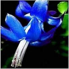 Zygocactus Truncatus Flower Seeds for Planting Mixed Colors, Ideal for Indoor/Outdoor Gardens