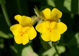 Yellow Mimulus Guttatus Flower Seeds for Planting