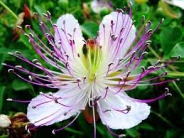 White and Purple Omeris Flower Seeds for Planting