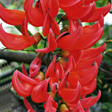 Red Strongylodon Flower Seeds Planting Seeds for Thriving and Vibrant Garden Displays