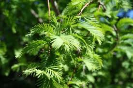 Green Metasequoia Tree Seeds for Planting