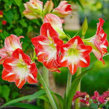 Red White Amaryllis Flower seeds for Planting - Premium Quality, Heirloom & GMO Free Seeds for Home Garden