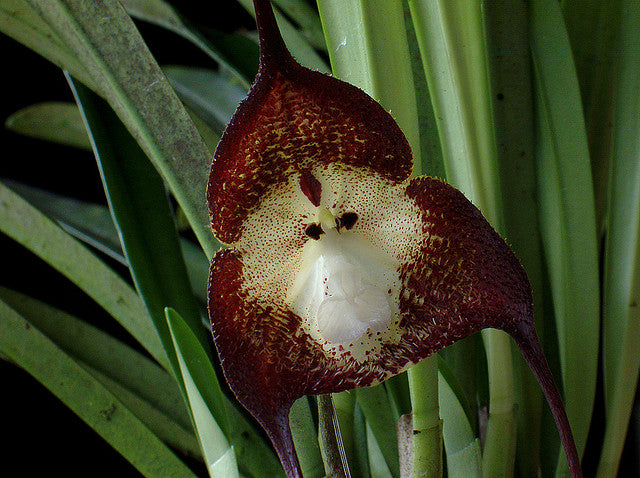 Red Monkey Face Flower seeds for Planting - Premium Quality, Heirloom & GMO Free Seeds for Home Garden