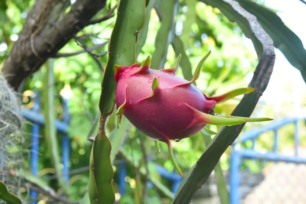 Red Dragon Fruit Seeds for Planting - Grow Tropical Dragon Fruit Plants in Your Garden