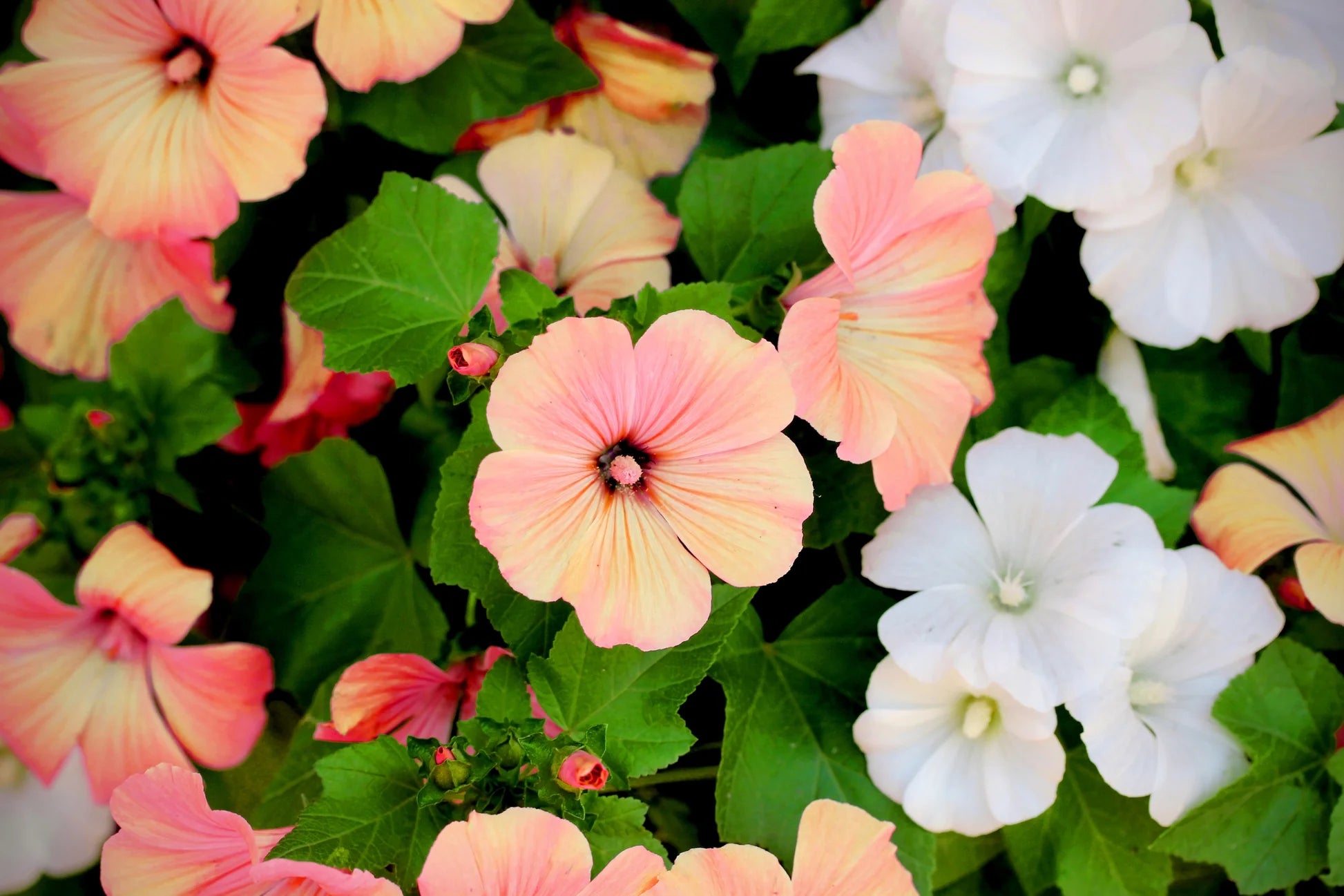 Mixed Rose Mallow Flower seeds for Planting - Colorful Display, Heirloom & GMO Free Seeds for Home Garden