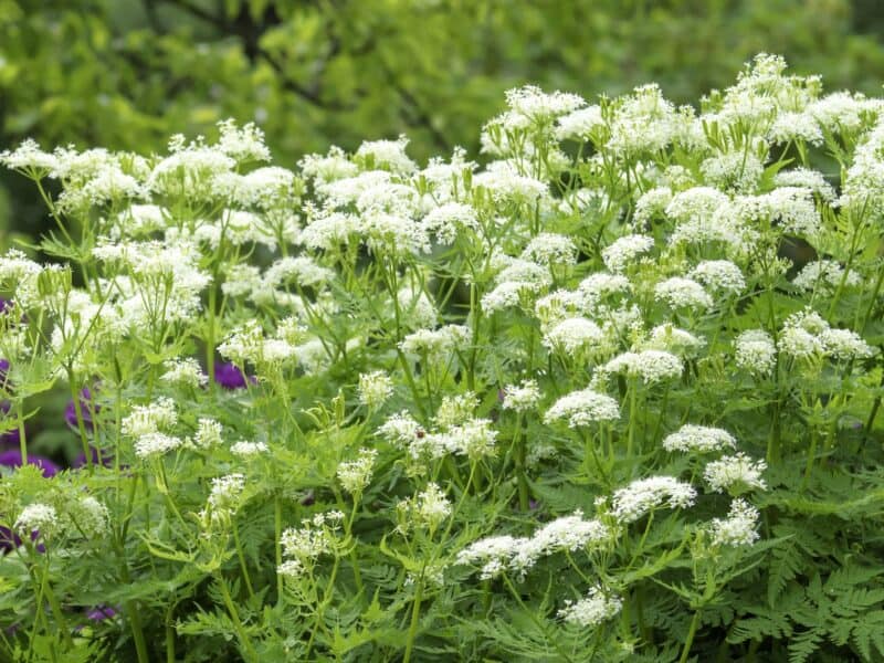 Myrrhis Odorata Seeds for Planting Myrrhis odorata for herbal gardens and fragrant landscapes - Evergrowseeds
