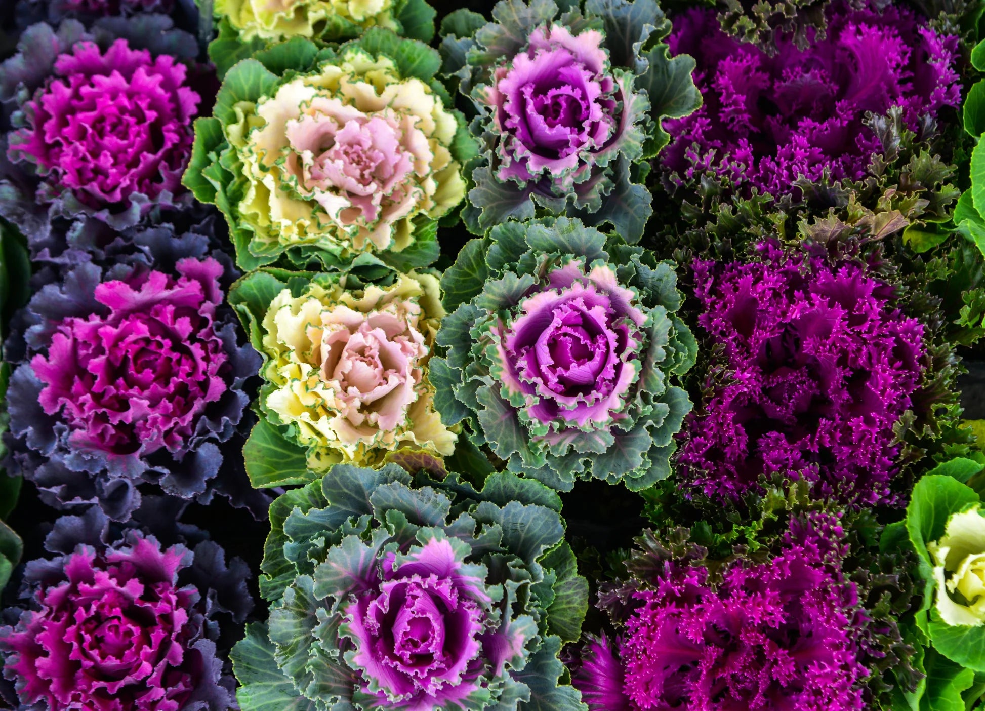 Mixed Color Brassica Oleracea Flower Seeds for Planting Drought Tolerant Heirloom & GMO Free Seeds for Home Garden
Sale
