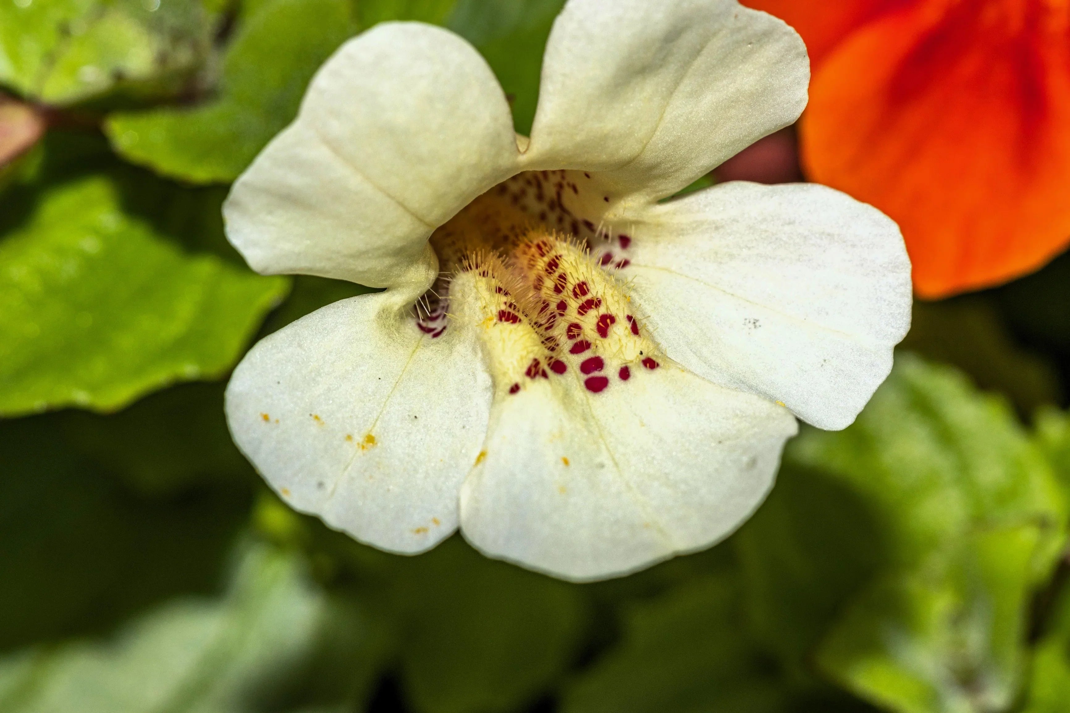 White Mimulus Flower Seeds for Planting Seed for Lush Gardens and Delightful Blooms