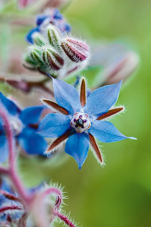 Blue Borage Flower seeds for Planting - Vibrant Colors, Heirloom & GMO Free Seeds for Home Garden