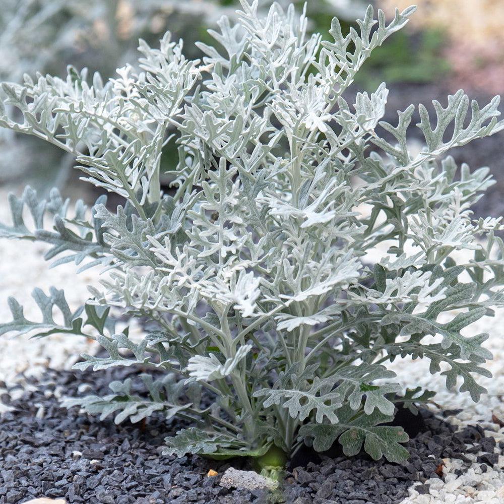Dusty Miller Seeds – Organic Silver Leaf Ornamental Plant for Landscapes