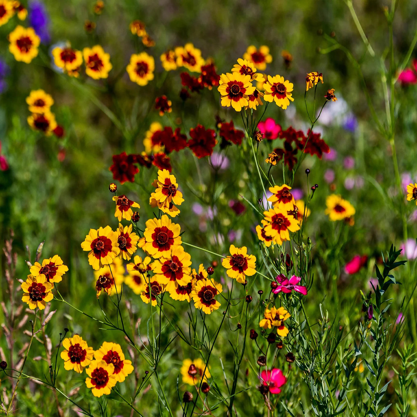 Calliopsis Flower seeds for Planting - Fragrant Blossoms, Heirloom & GMO Free Seeds for Home Garden