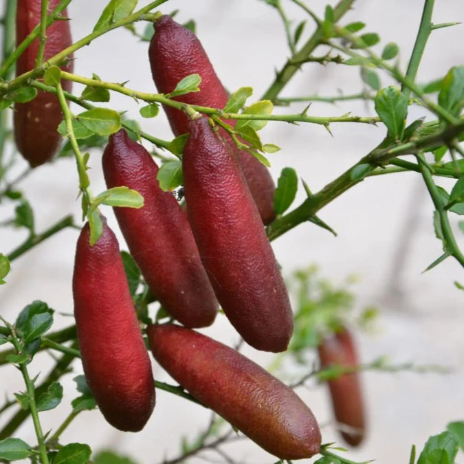 Finger Fruit Seeds - Planting Guide for Successful Growth Seeds