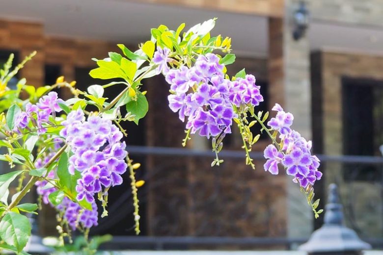 Duranta Erecta Flower seeds for Planting Cottage Garden Essential Heirloom & GMO Free Seeds for Home Garden
Sale