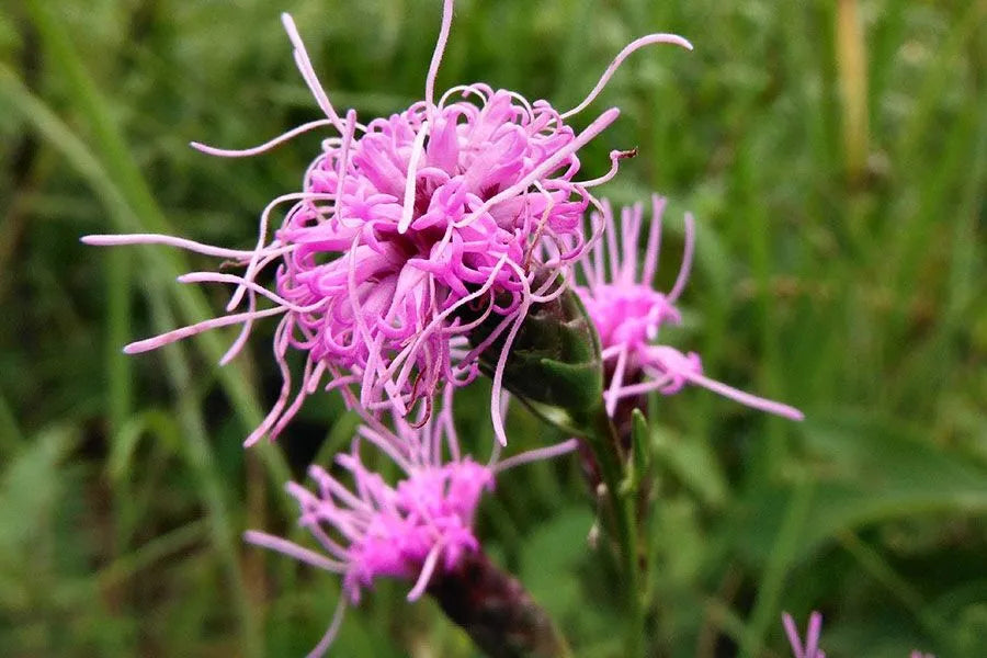 Pink Blazing Stars Flower seeds for Planting - Wildflower Mix, Heirloom & GMO Free Seeds for Home Garden