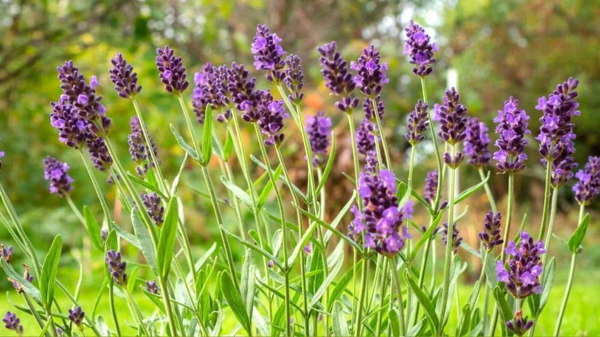 Lavender Provence Flower seeds blooming in flower beds, containers, borders, and pollinator-friendly gardens