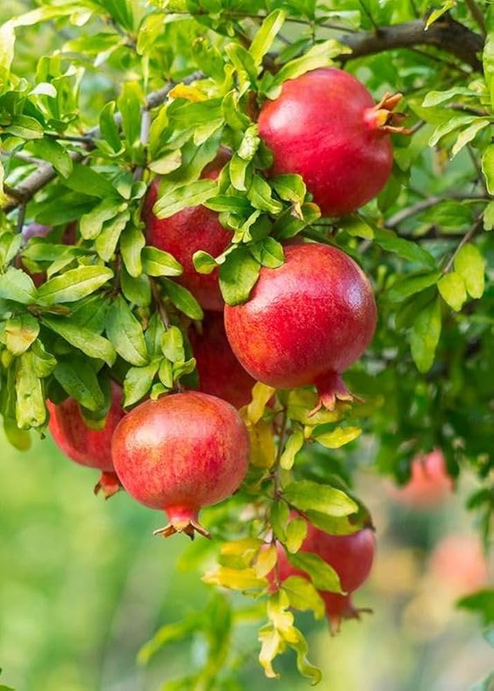 Dwarf pomegranate tree seeds thriving in sunny container garden