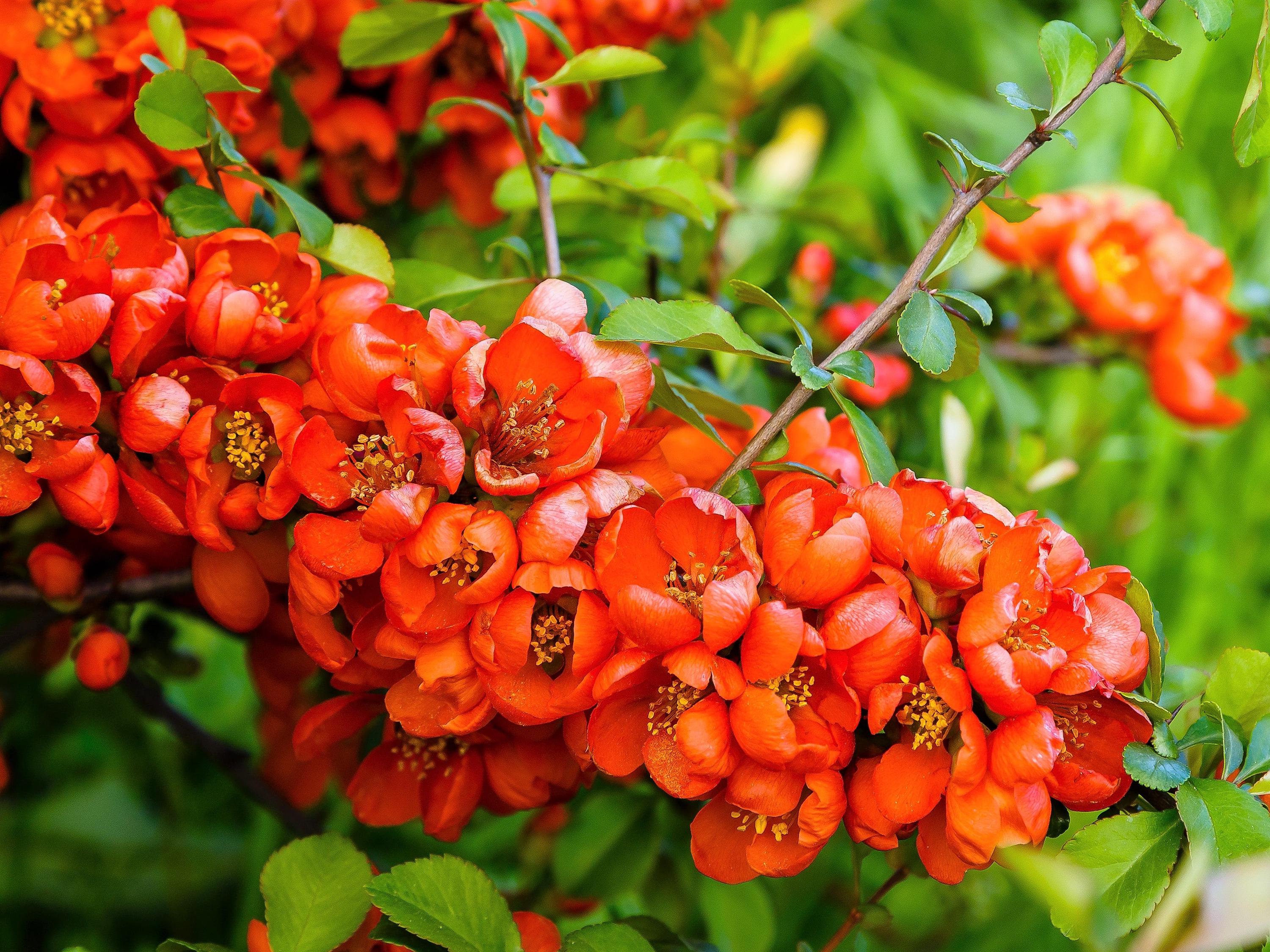 Dwarf Quince Seeds – Red Flowering Chaenomeles japonica Non-GMO Shrub