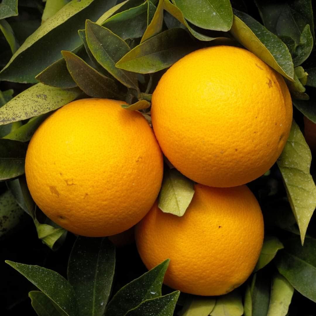Dwarf Valencia Orange seeds for planting Citrus sinensis