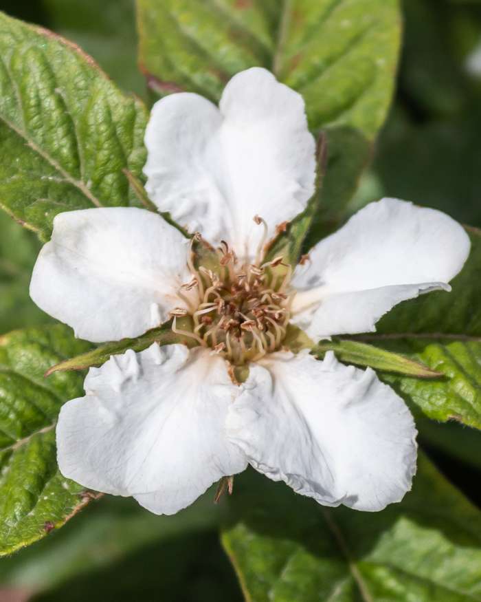 Brown Mespilus Germanica Flower seeds for Planting - Compact Growth, Heirloom & GMO Free Seeds for Home Garden
