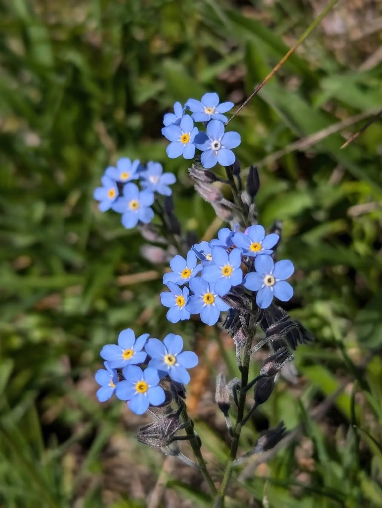Blue Myosotis Alpestris Seeds for Planting