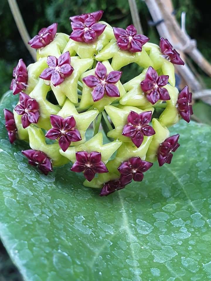 Sea Green Hoya Flower seeds for Planting Compact Growth Heirloom & GMO Free Seeds for Home Garden
Sale